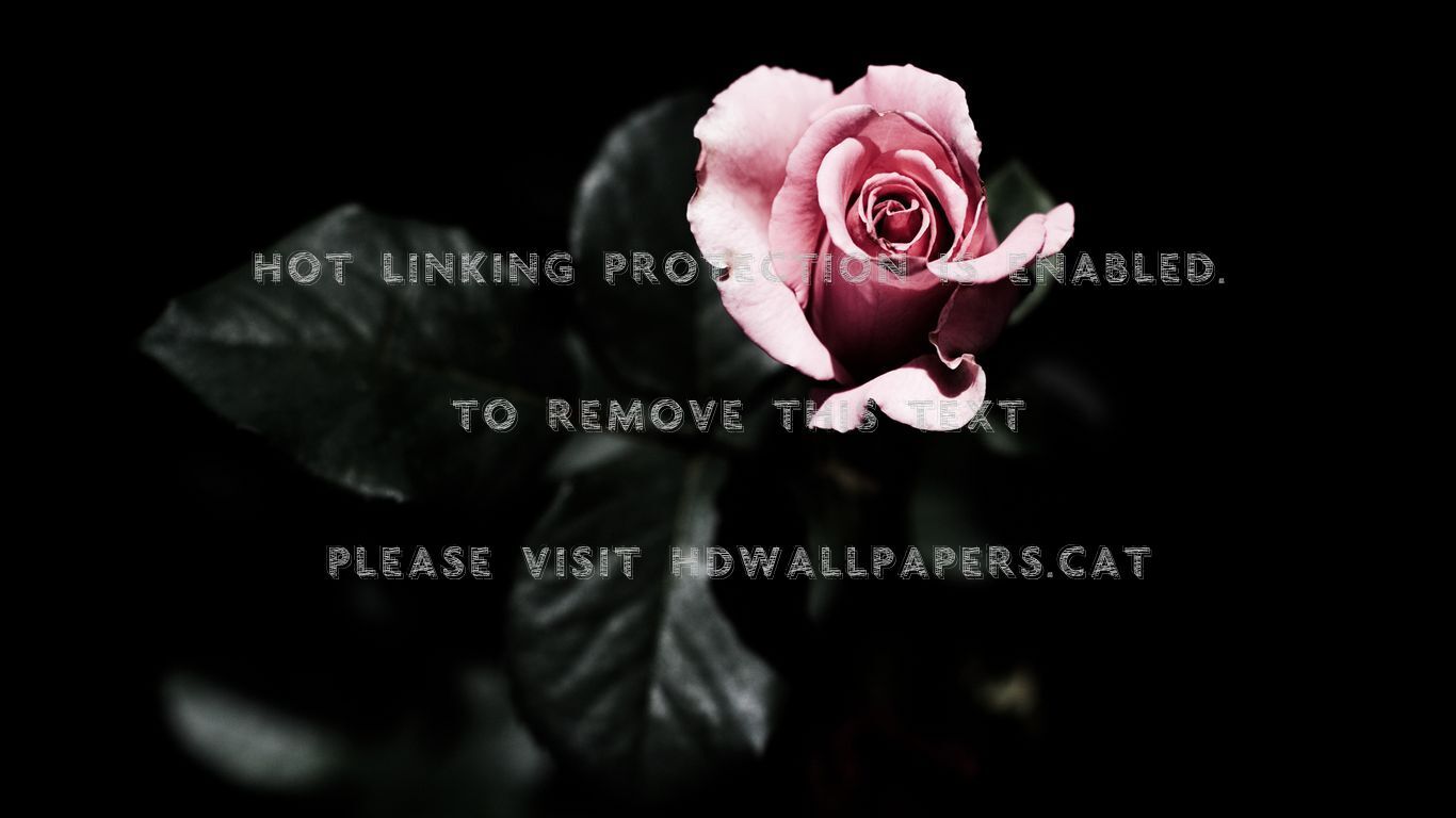 Rosa rosa su sfondo nero, 1366x768 HD, Desktop