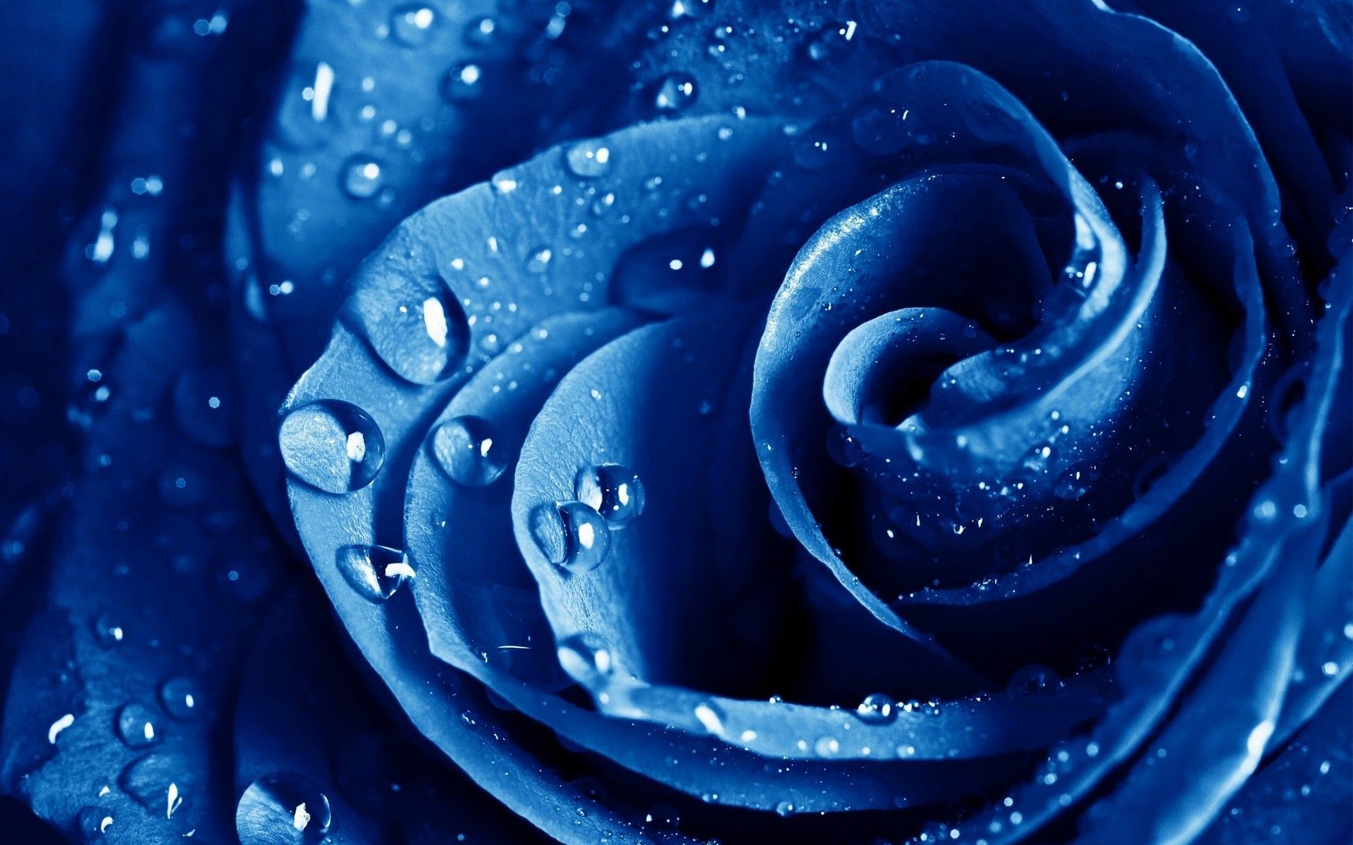Rosa blu con gocce d'acqua, 1920x1200 Full HD+, PC Desktop