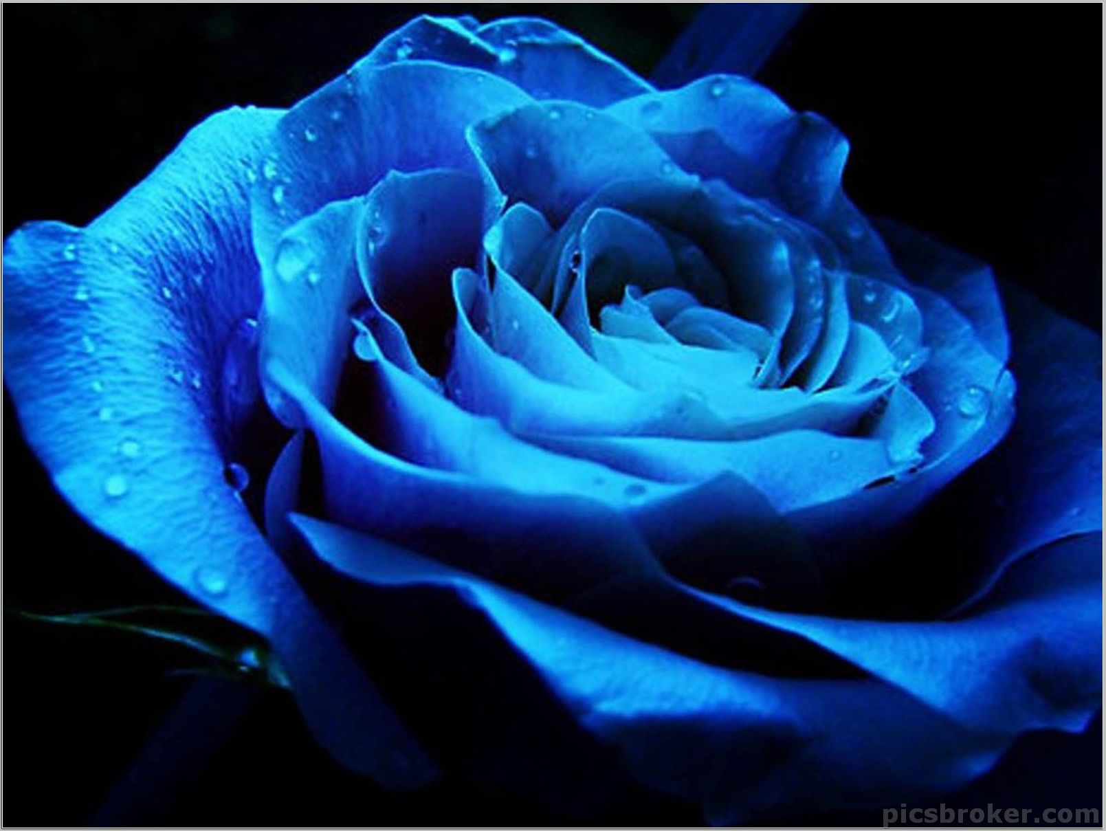 Rosa blu con gocce, 1609x1209 900p, Laptop