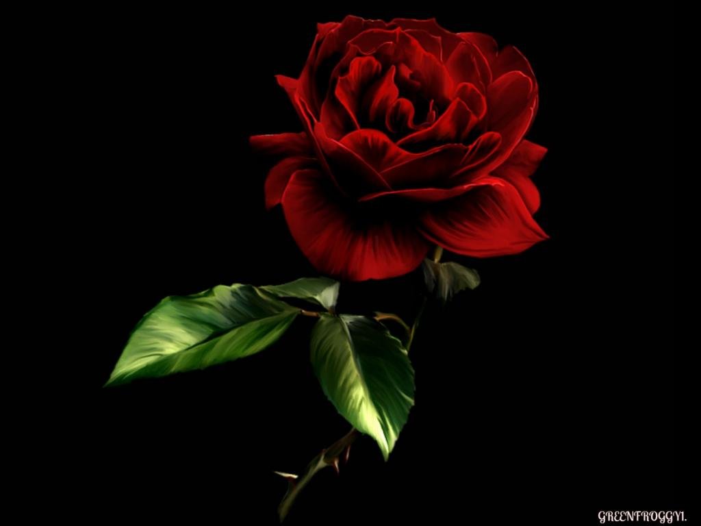 Rosa rossa su sfondo nero, 1024x768 HD, Laptop