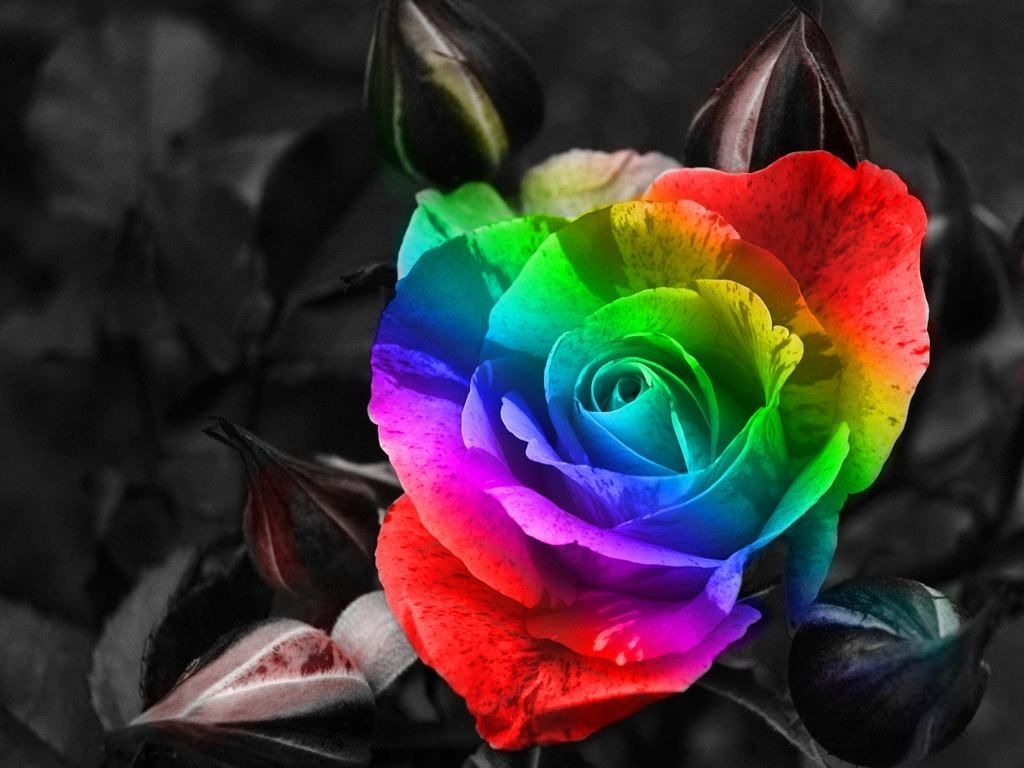 Rosa arcobaleno multicolore, 1024x768 HD, Laptop