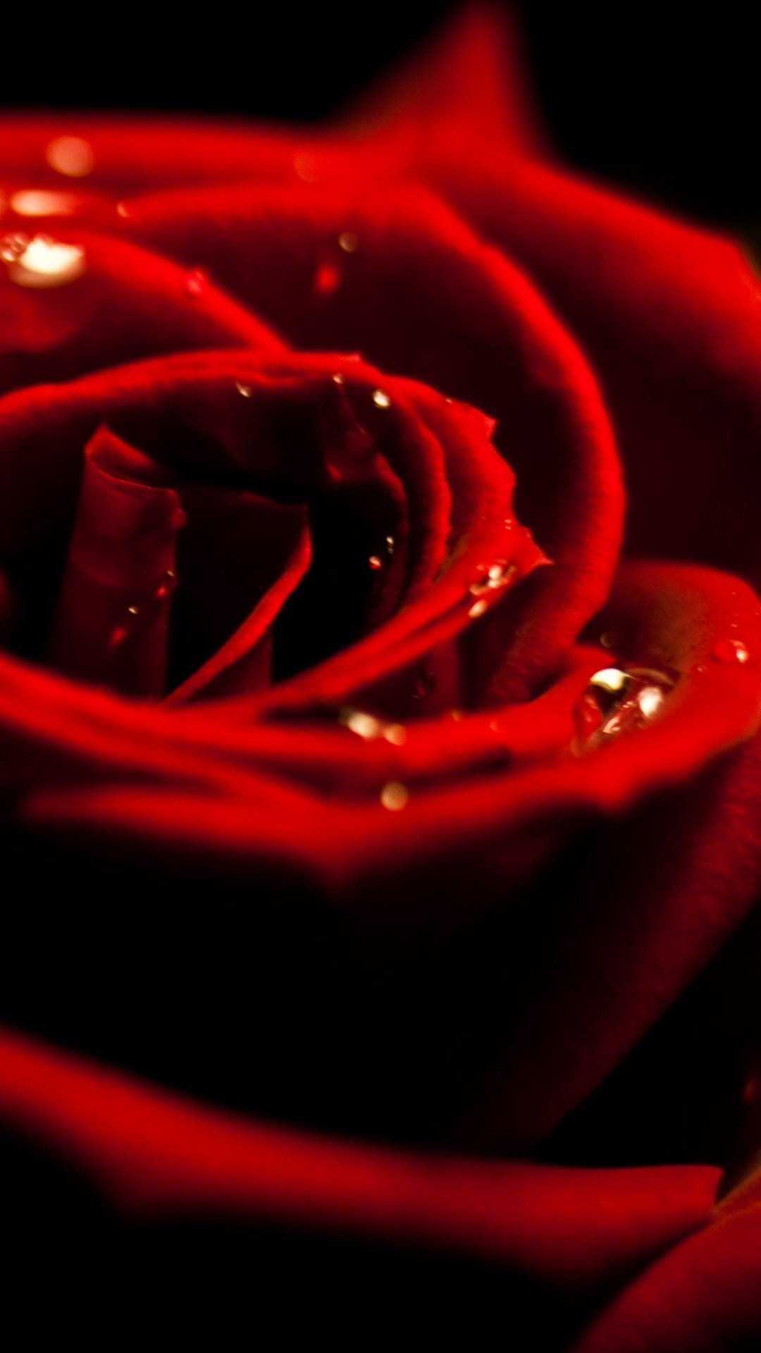 Rosa rossa con gocce d'acqua, 1080x1920 Verticale, Samsung Galaxy
