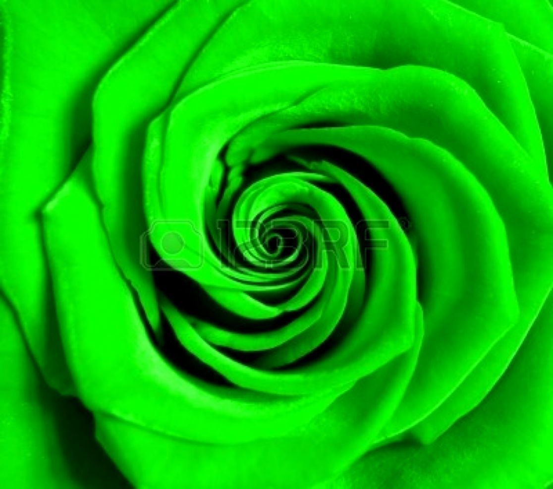 Rosa verde macro spirale, 1116x987 HD, Desktop