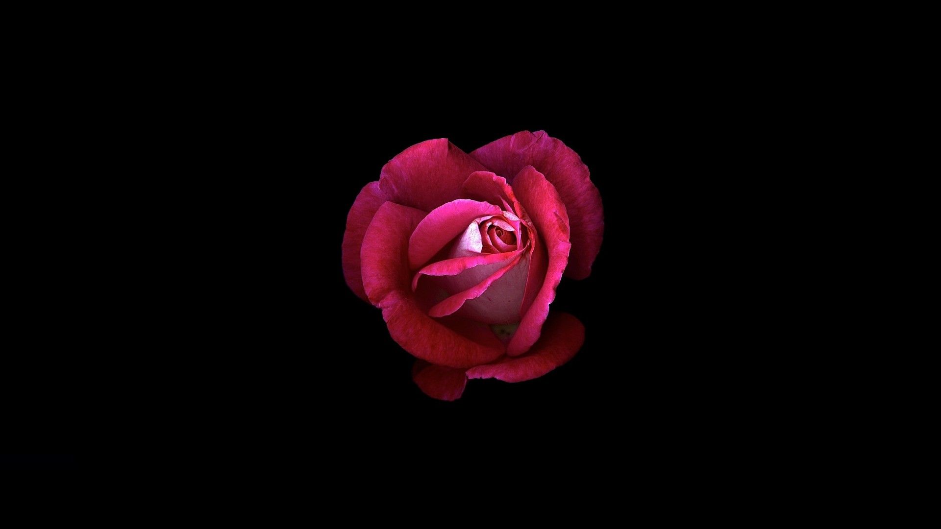 Rosa rossa su sfondo nero, 1920x1080 Full HD, Laptop