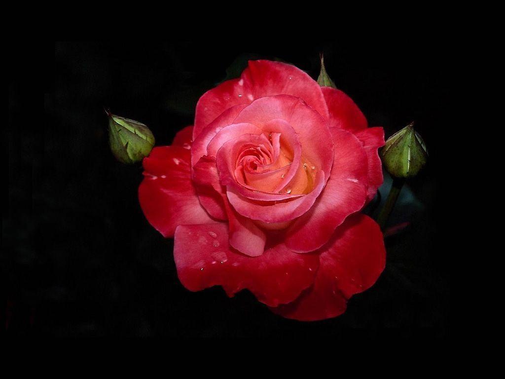 Rosa rossa su sfondo nero, 1024x768 HD, Desktop