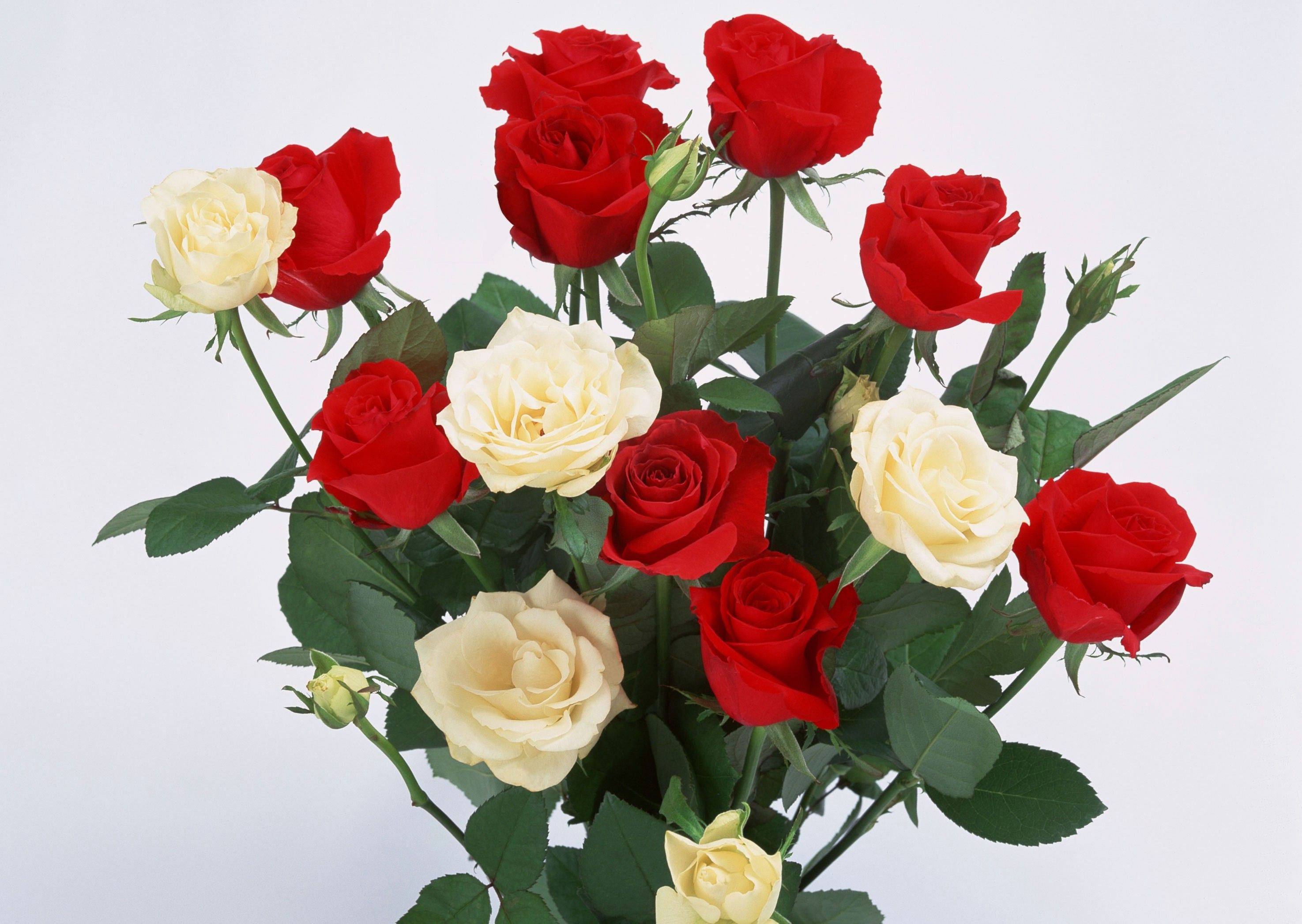 Bouquet rose rosse e bianche, 2950x2094 2K+, Monitor Gaming