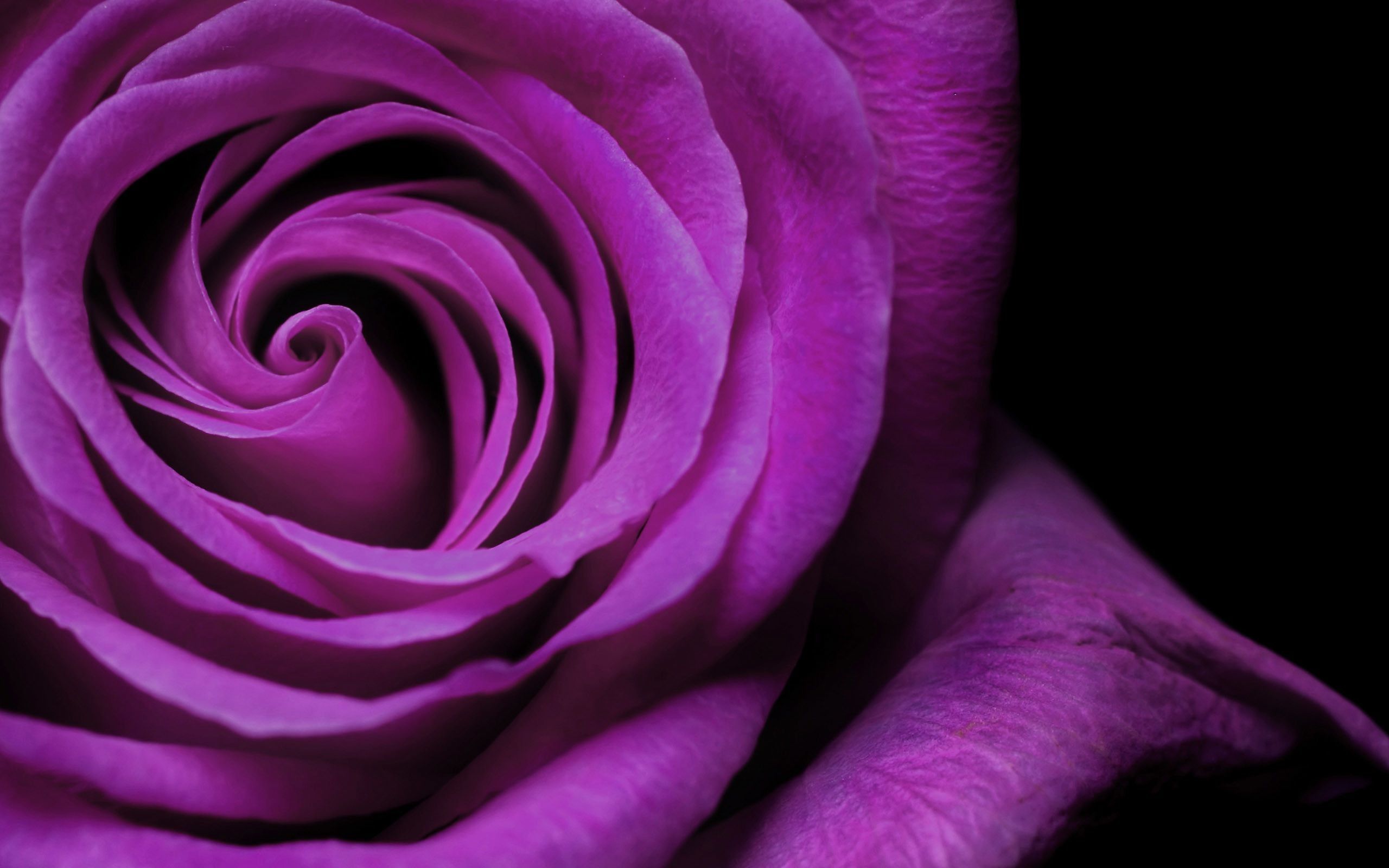 Rosa viola primo piano, 2560x1600 2K, Desktop