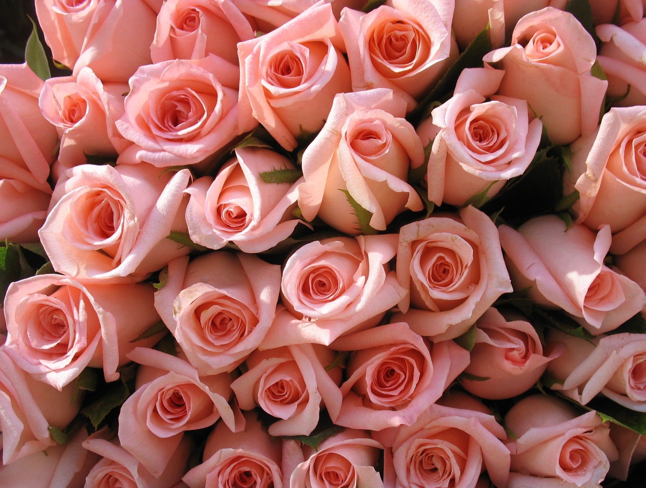Bouquet rose rosa chiaro, 2246x1698 2K, PC