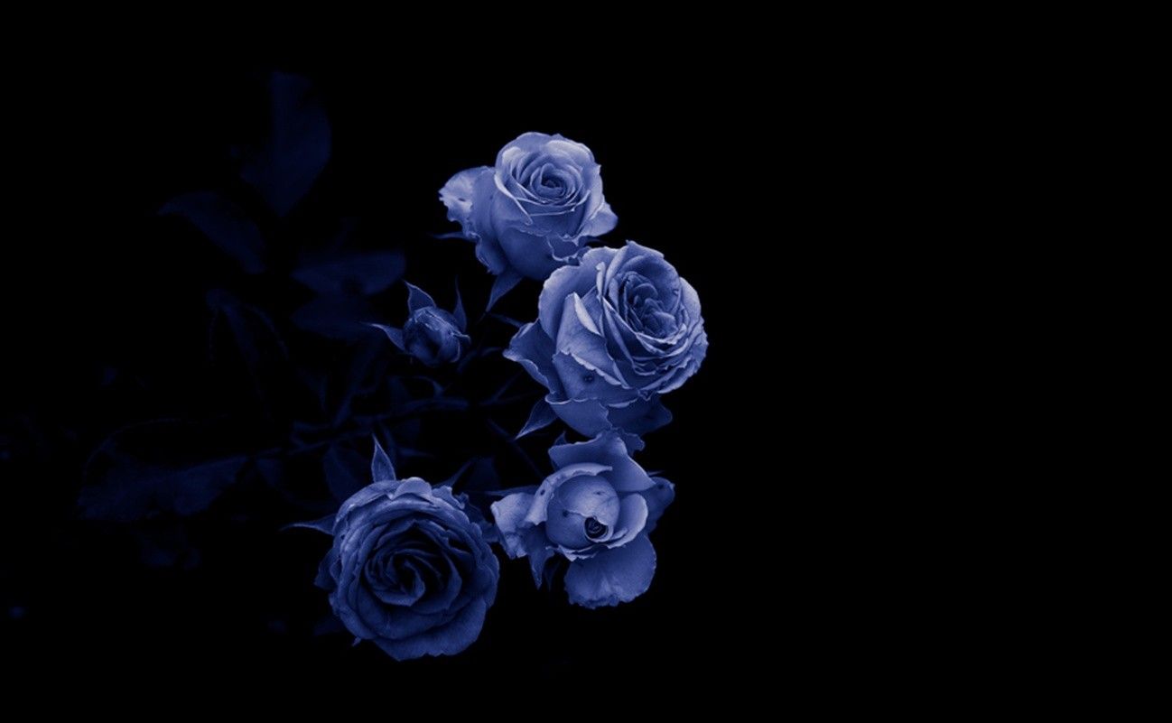 Rose blu su sfondo nero, 1298x801 HD, Desktop