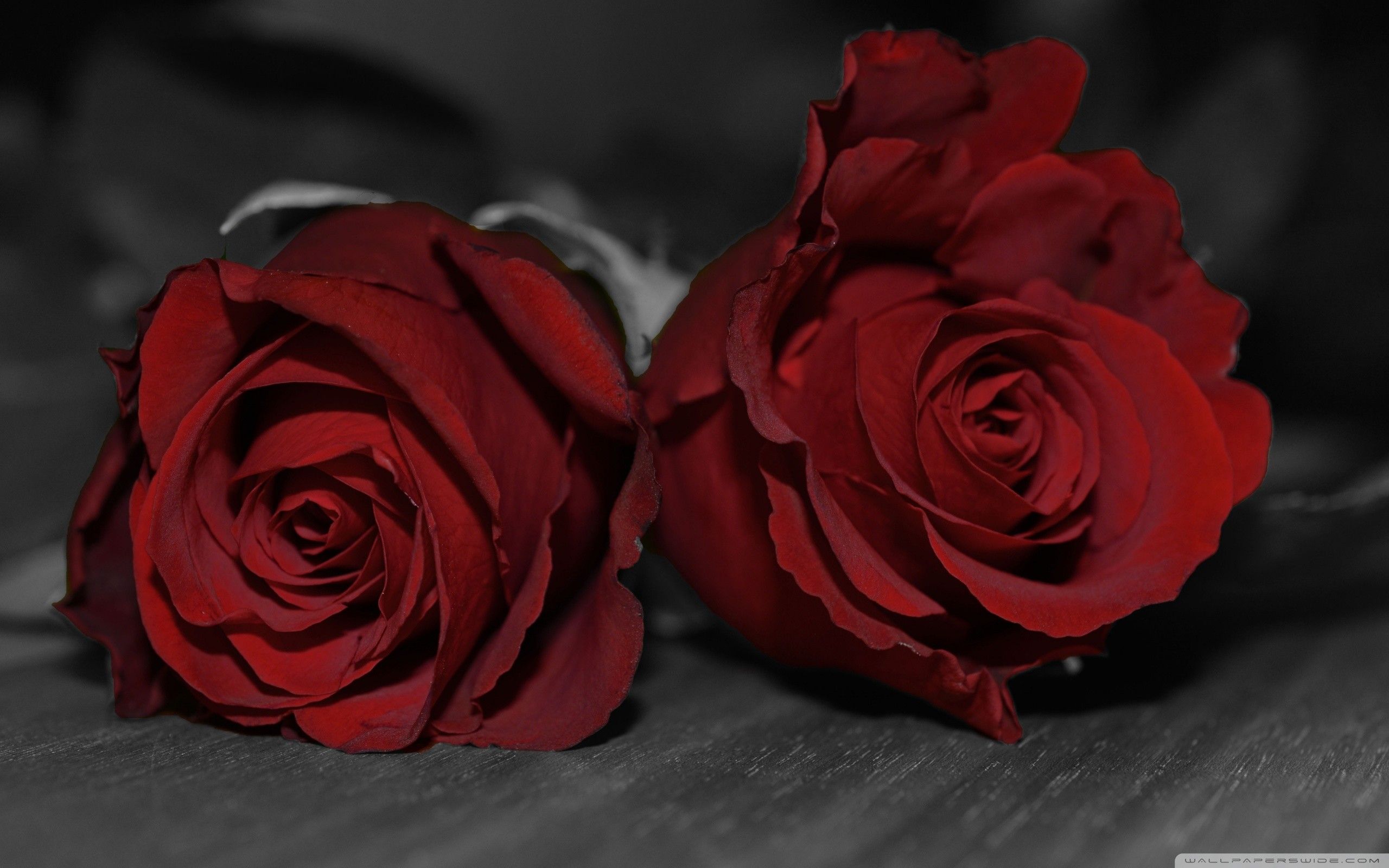 Due rose rosse su sfondo scuro, 2560x1600 2K+, Desktop