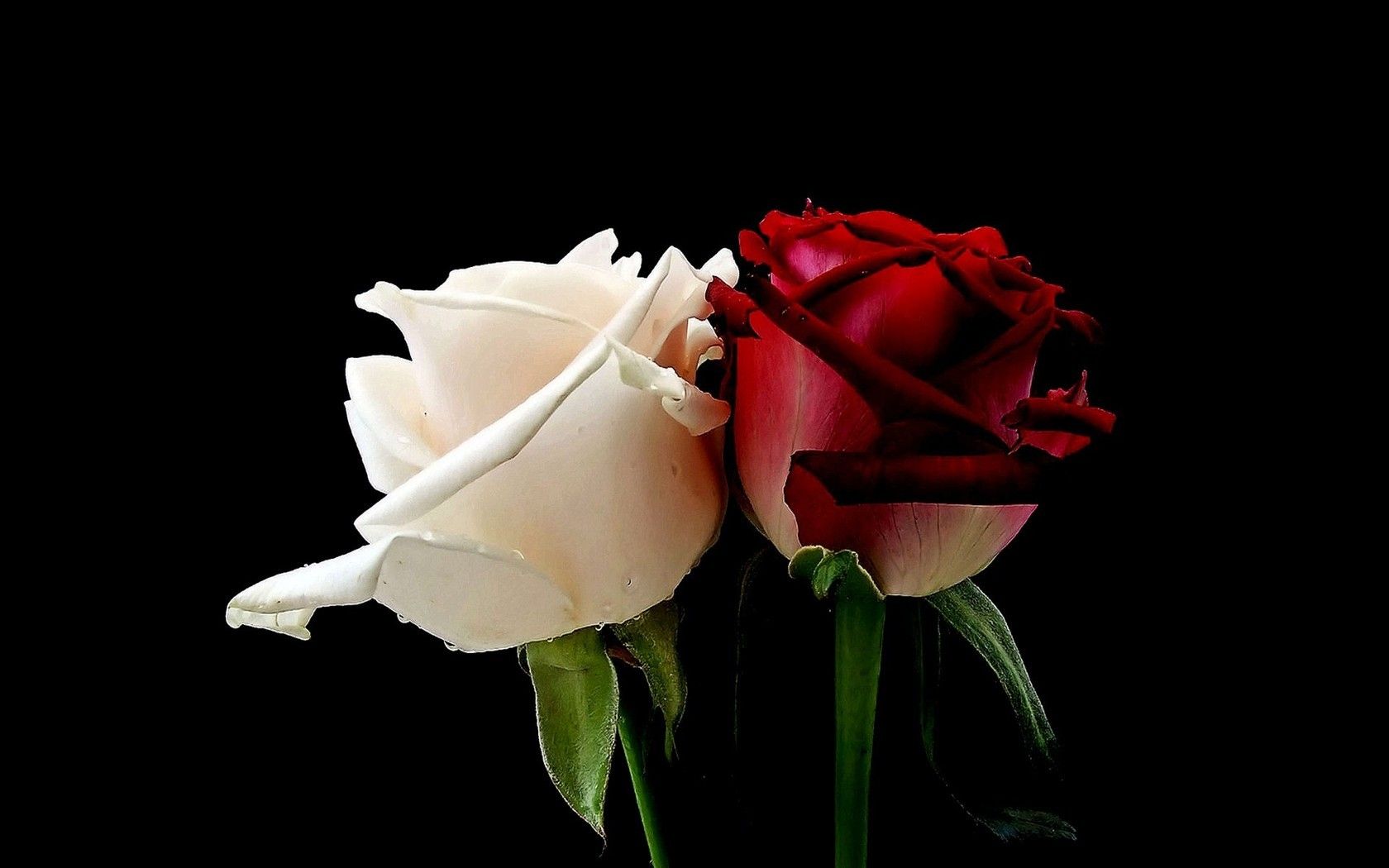Rosa bianca e rosa rossa, 1680x1050 HD Ready, Acer Nitro