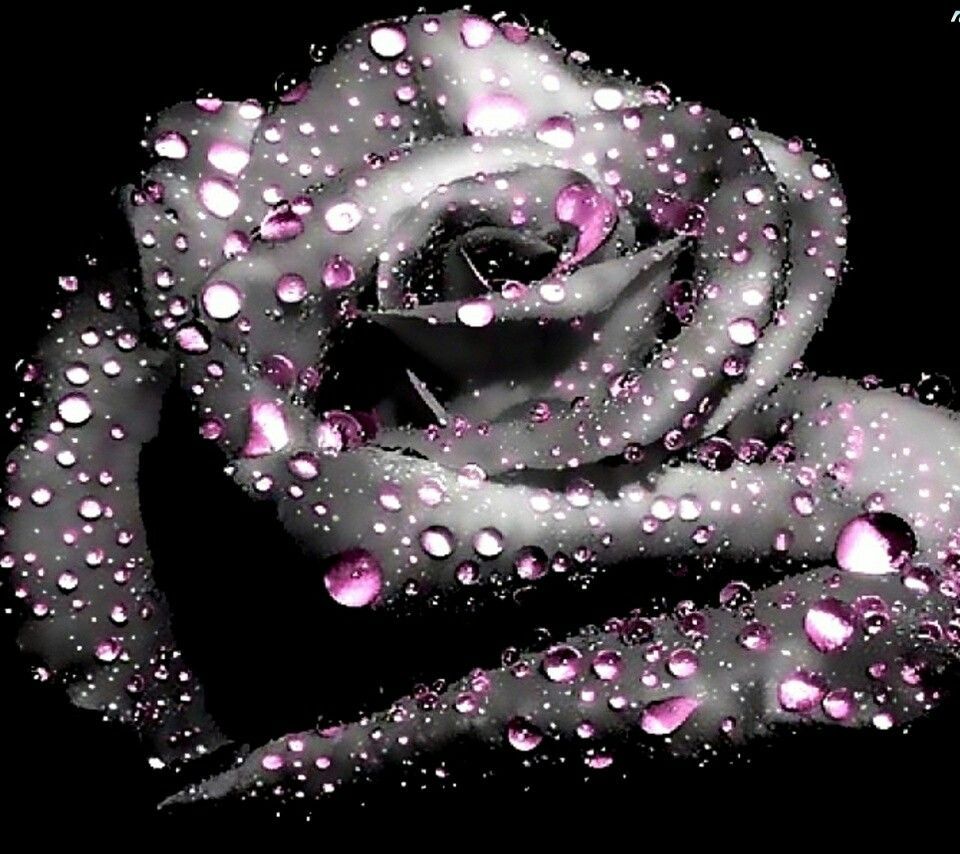 Rosa grigia con gocce rosa, 960x854 HD, Laptop
