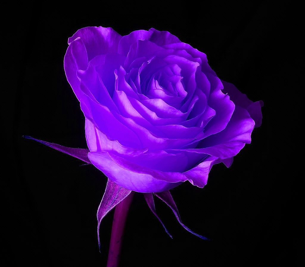 Rosa viola su sfondo nero, 1024x899 HD, Desktop
