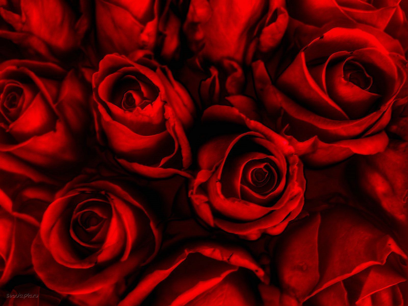 Rose rosse ravvicinate, 1600x1200 HD, PC