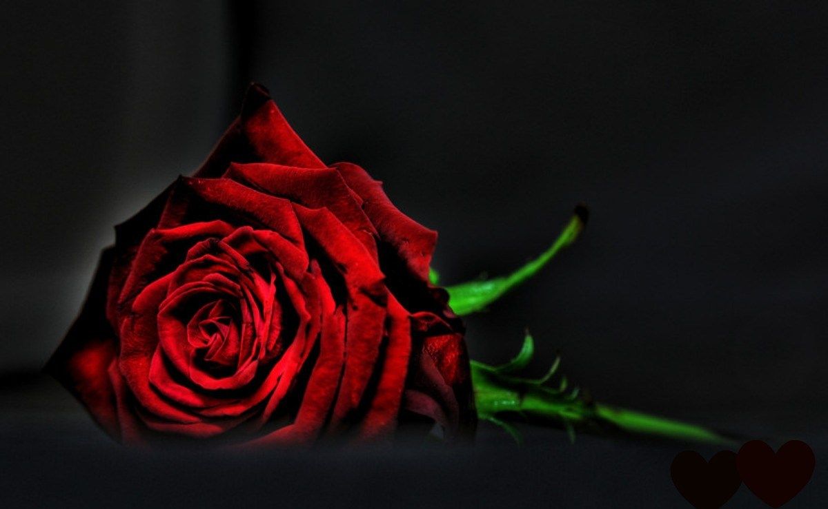 Rosa rossa su sfondo scuro, 1368x855 HD, ROG Asus Laptop