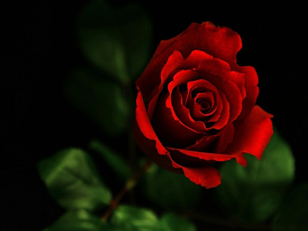 Rosa rossa su sfondo scuro, 1024x768 HD, Desktop