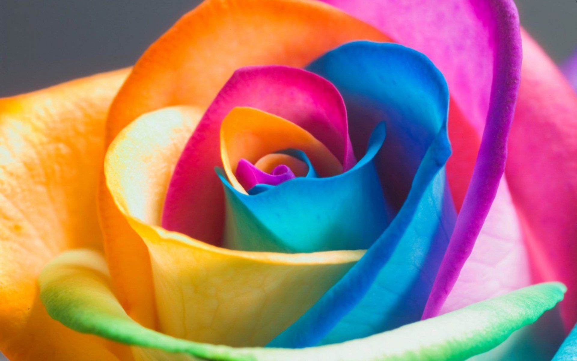 Rosa arcobaleno multicolore, 1920x1200 WUXGA, PC