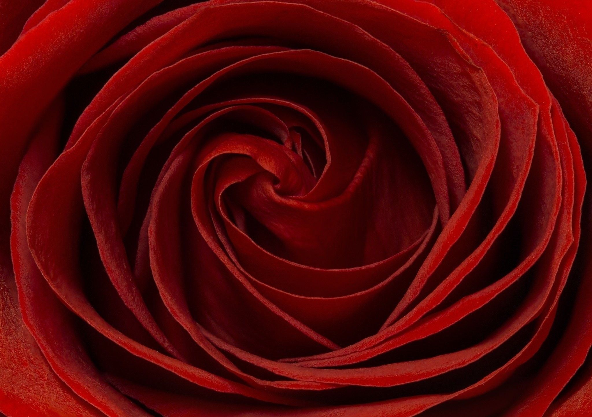 Rosa rossa macro petali, 2048x1442 Hi-Res, PC