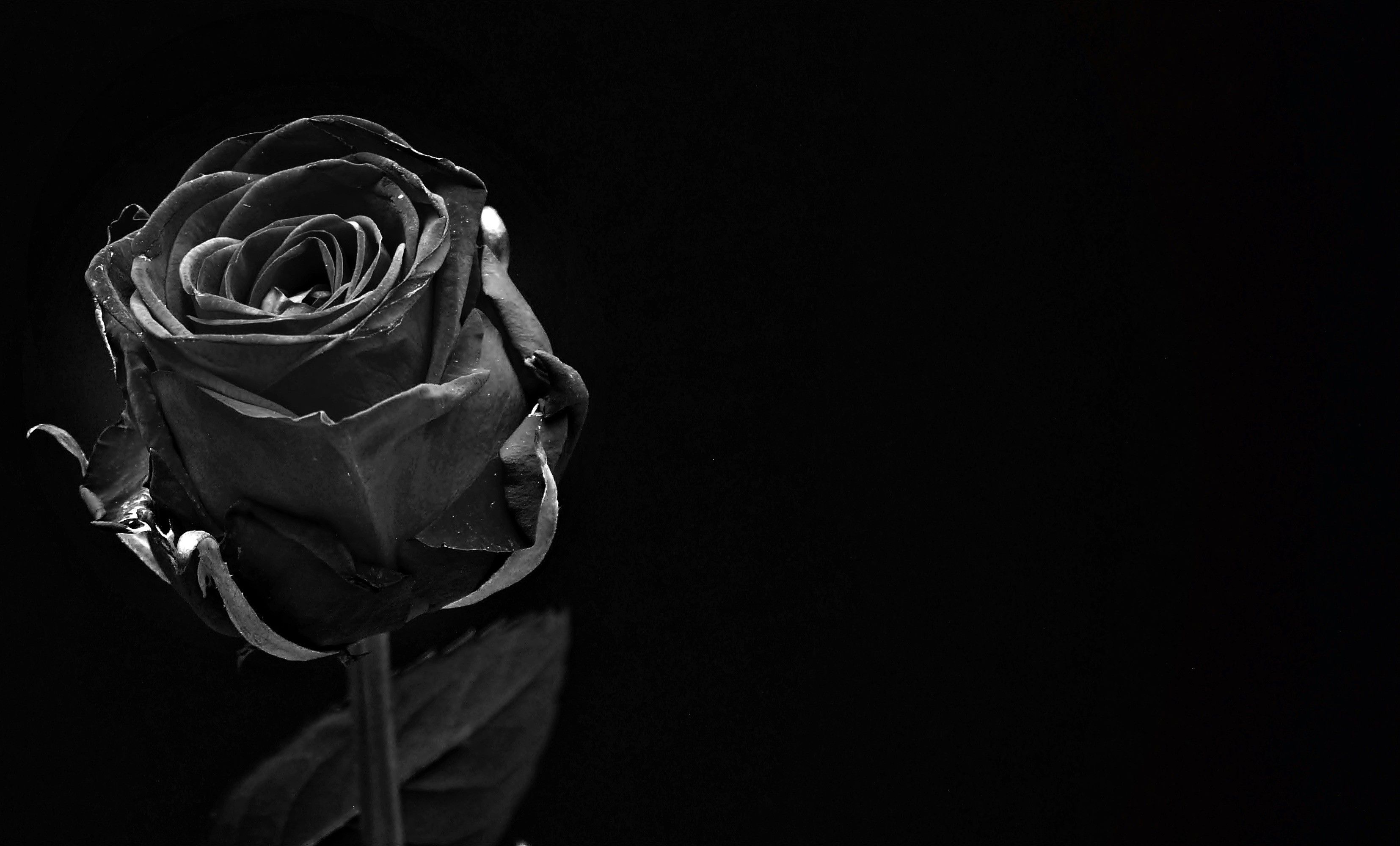 Rosa in bianco e nero, sfondo nero, 3308x1999 2K, Desktop