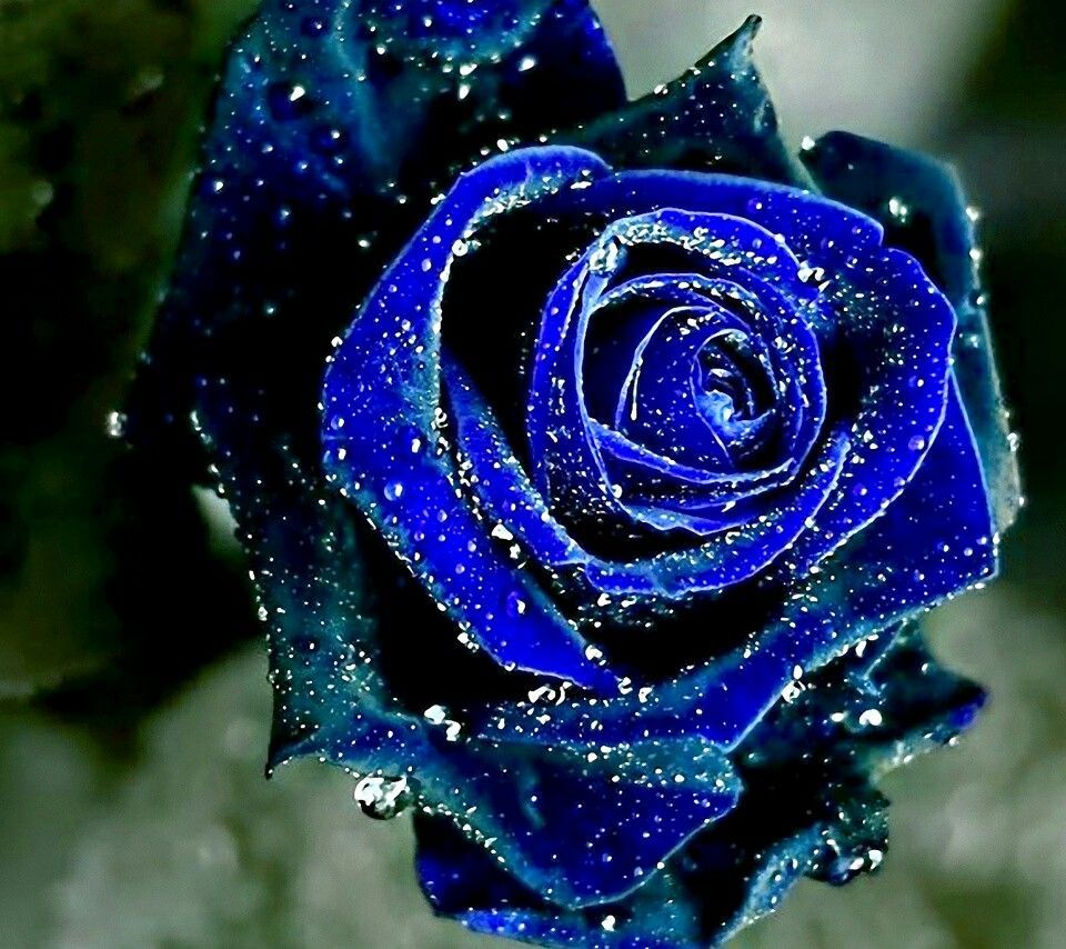 Rosa blu con gocce d'acqua, 960x854 HD, PC Desktop
