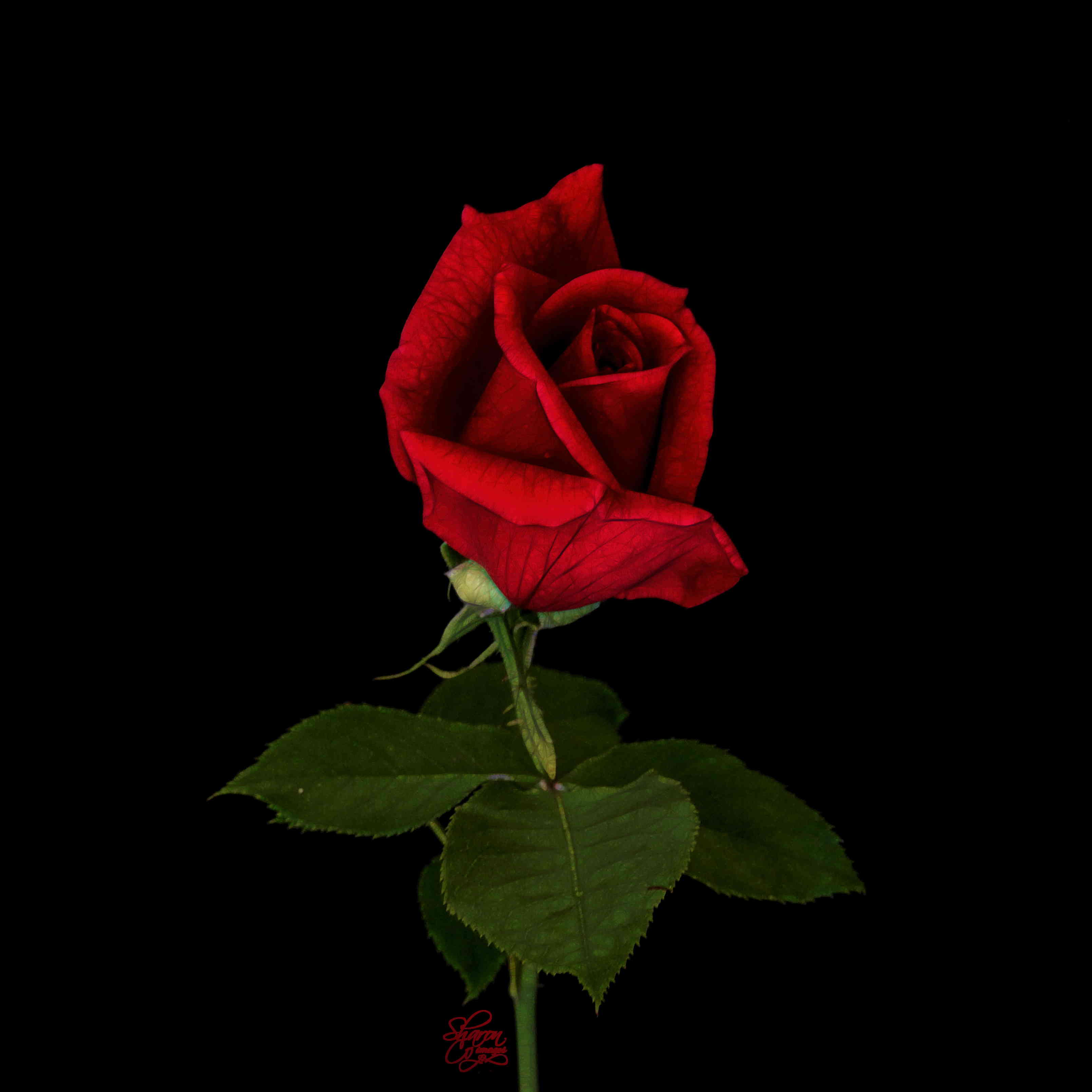 Rosa rossa singola su nero, 3218x3218 WQXGA, PC