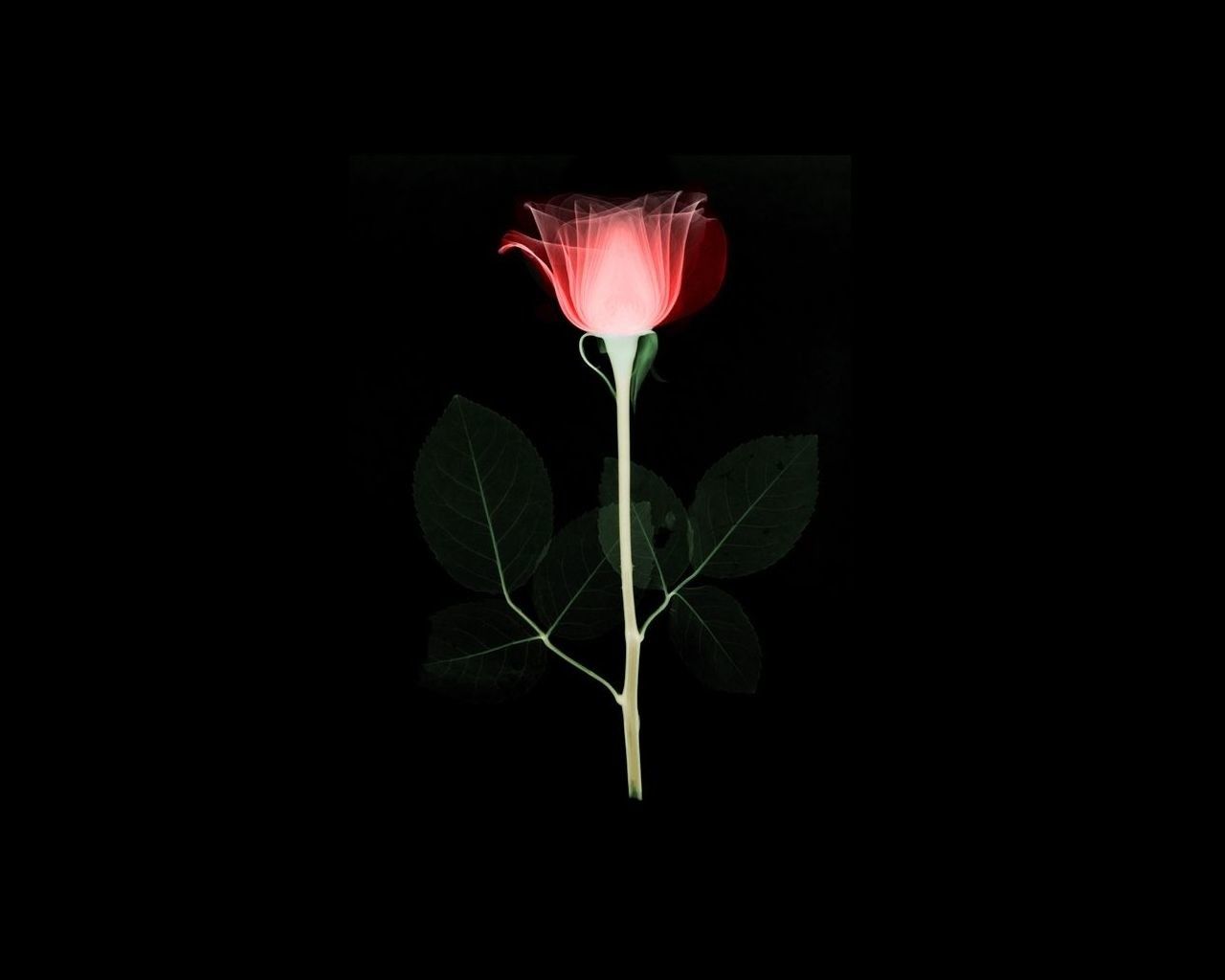Rosa rossa sfondo nero, 1280x1024 HD, Desktop