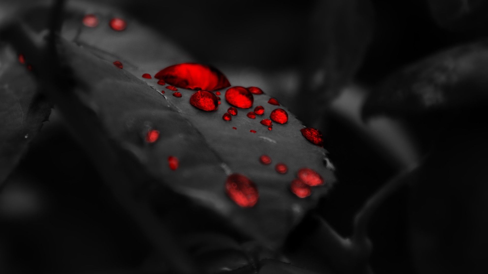 gocce rosse su foglia, 1920x1080 1080p, PC