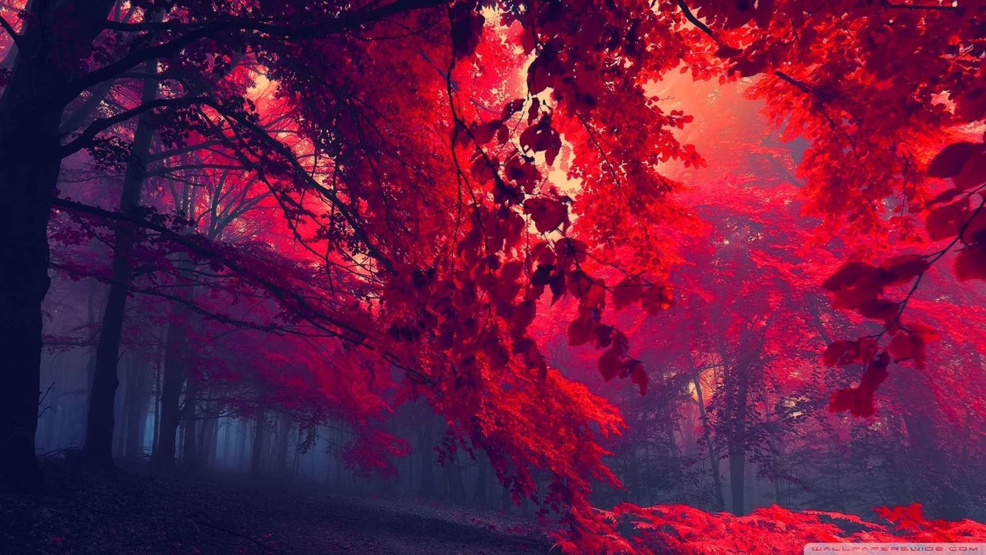Foresta con foglie rosse, 1920x1080 1080p, Laptop