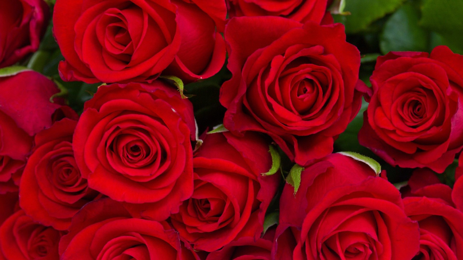 Rose rosse in bouquet, 1920x1080 Full HD 1080p, PC Desktop