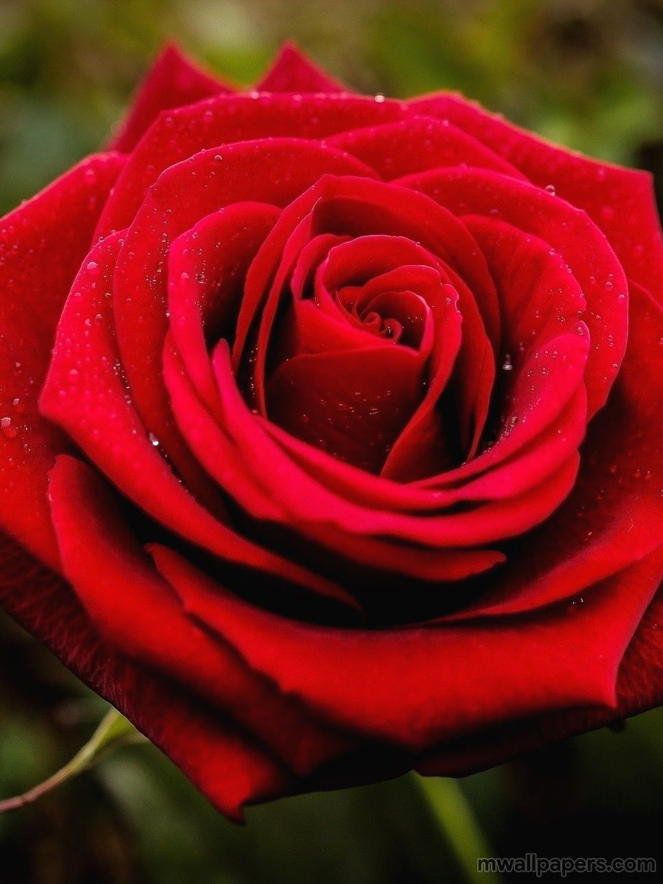 Rosa rossa con gocce, 968x1290 Full HD Verticale, iPhone