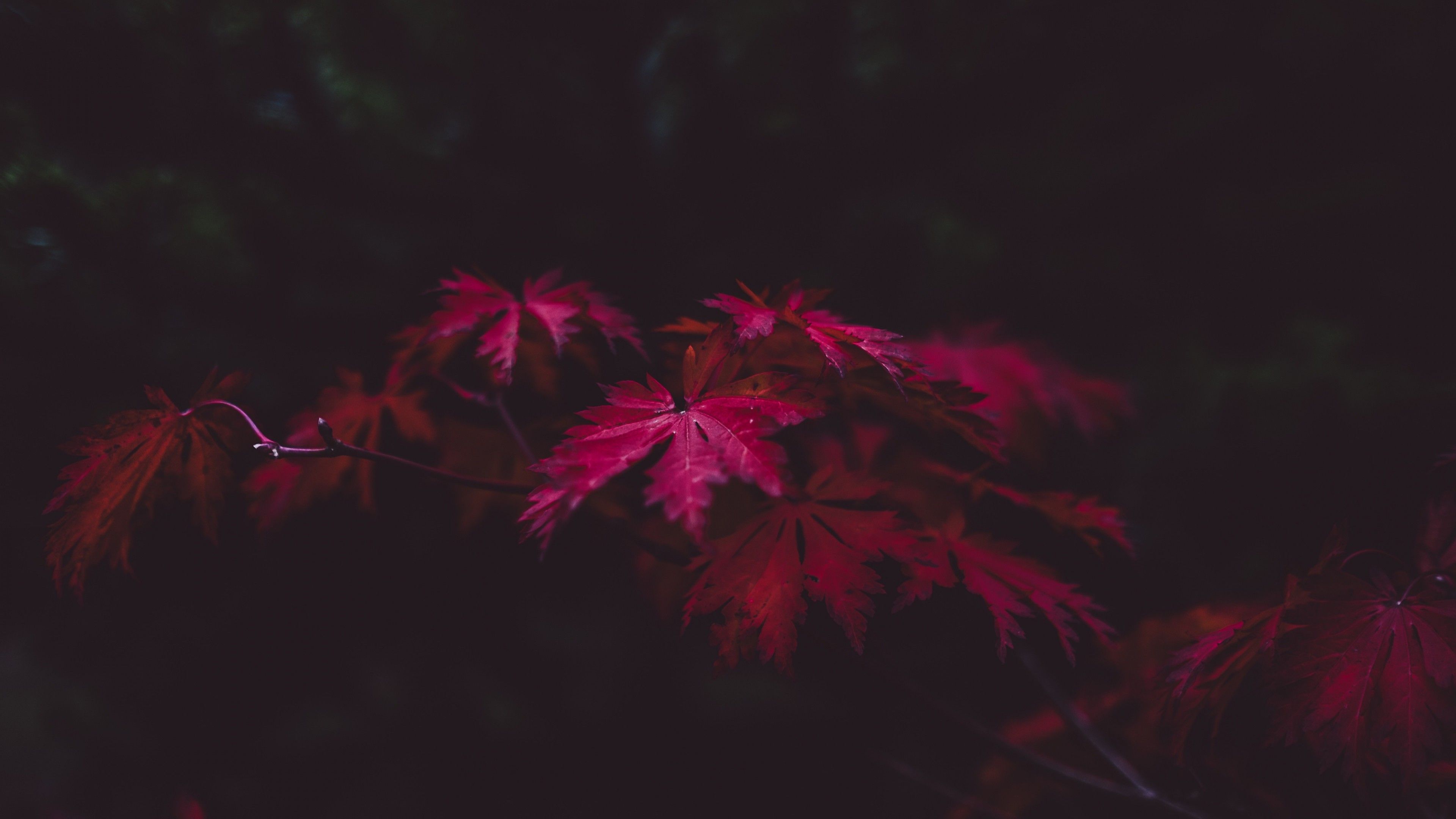 Foglie rosse acero scuro, 3840x2160 UHD, PC 4K