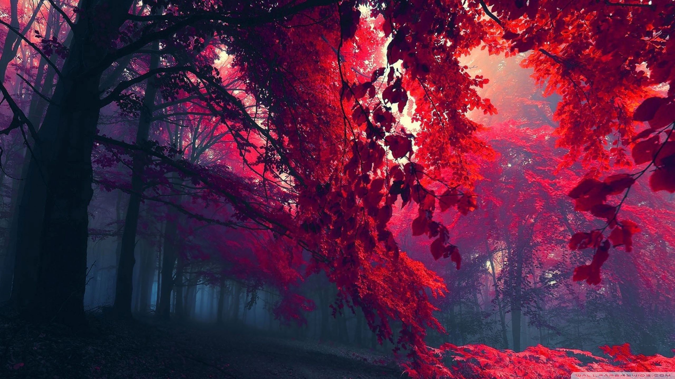 Foresta con foglie rosse, 2560x1440 2K, Desktop