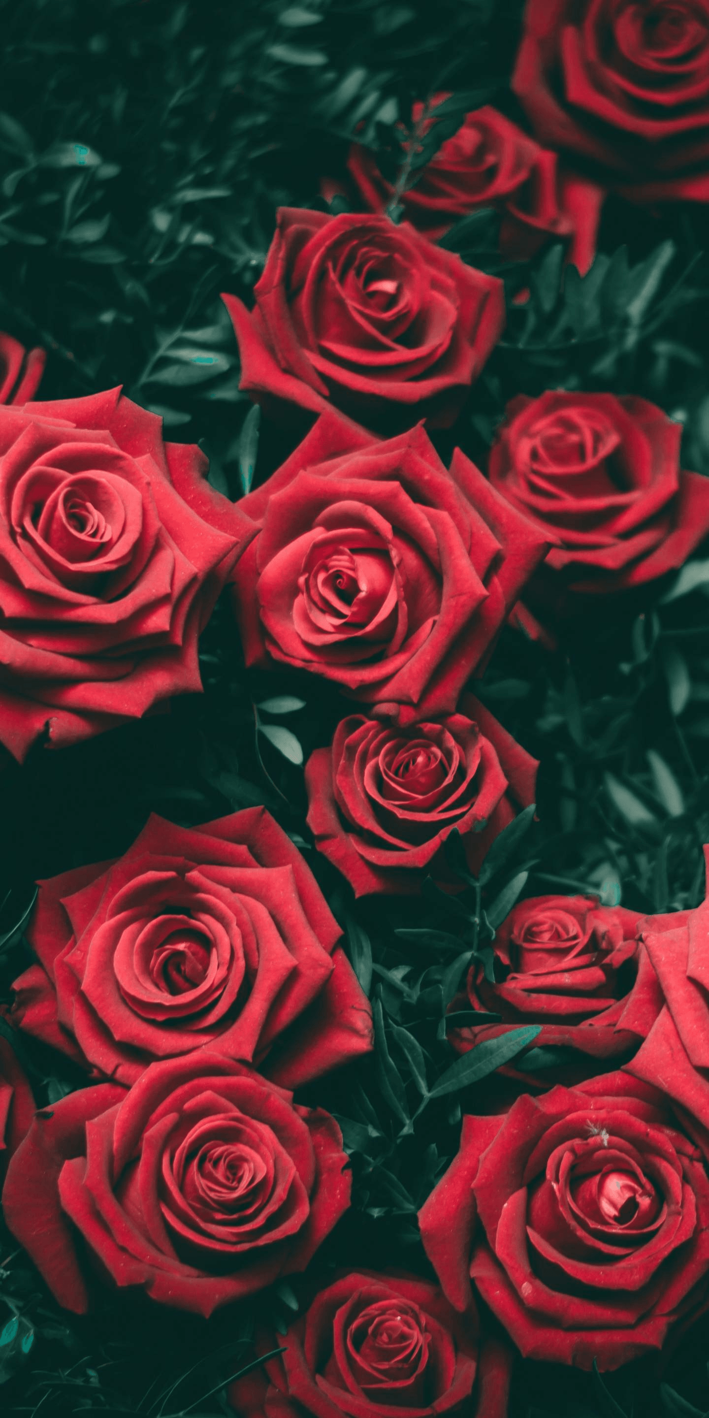 Rose rosse su fondo scuro, 1440x2880 Full HD Verticale, Smartphone