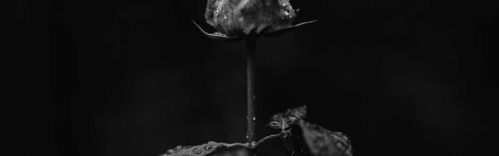 Rosa nera appassita, 1600x500 Panoramico, PC Desktop