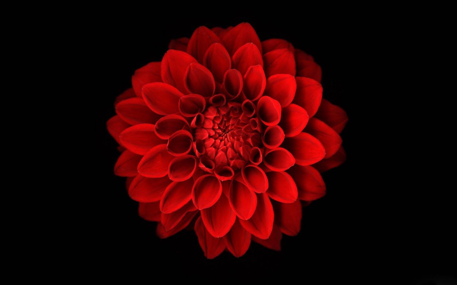 Dalia rossa su nero, 1600x1000 HD Ready, PC