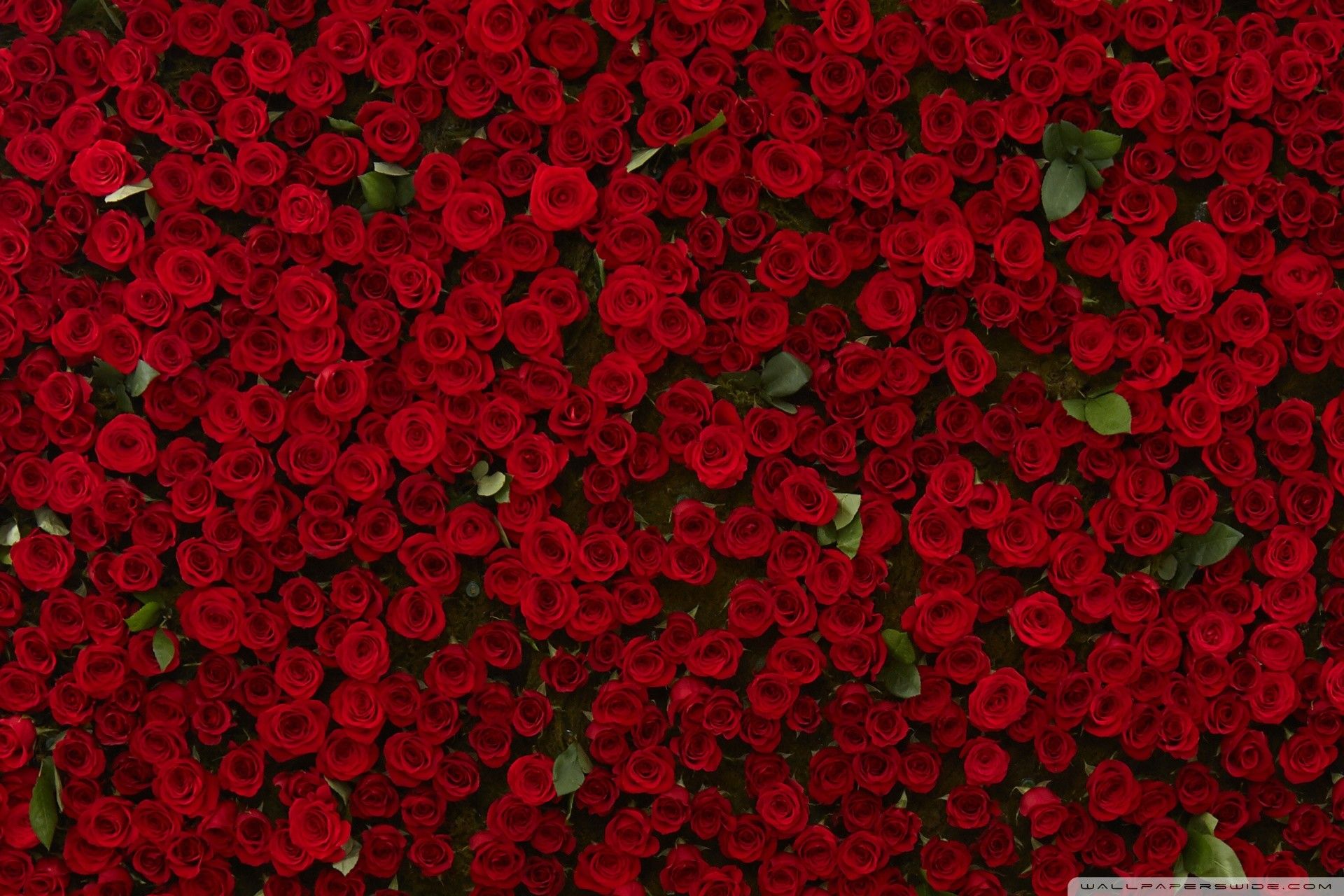 Rose rosse a mazzo, 1920x1280 Full HD+, Desktop