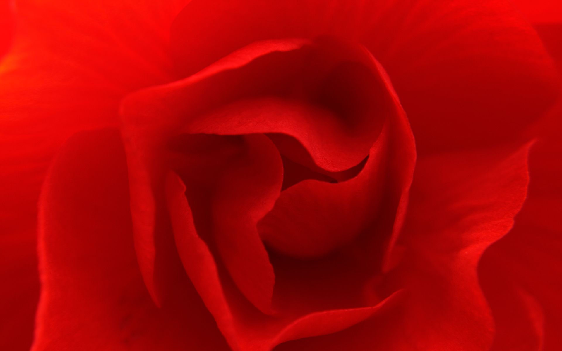 Rosa rossa macro, 1920x1200 Full HD+, PC