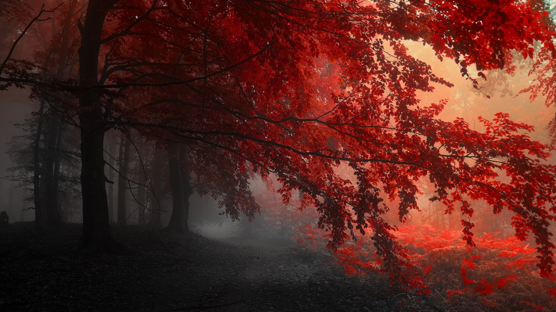 Foresta nebbiosa con foglie rosse, 1920x1080 Full HD 1080p, PC