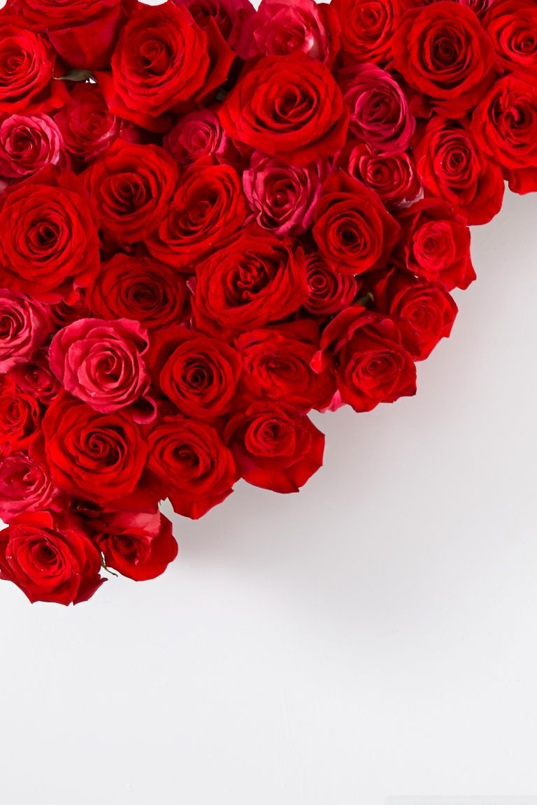 Rose rosse su sfondo bianco, 768x1152 Full HD Verticale, Smartphone