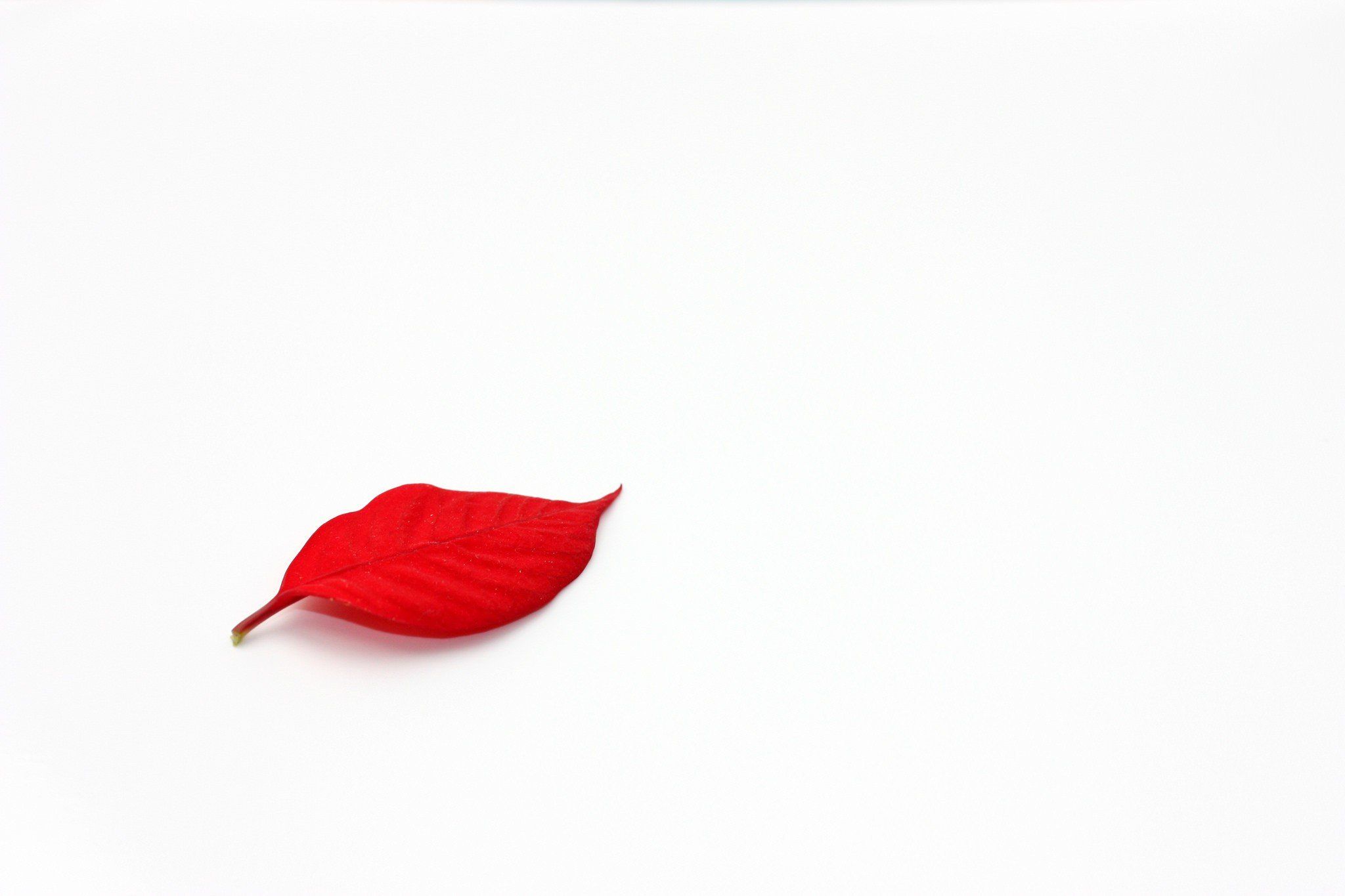 Foglia rossa su sfondo bianco, 2048x1365 2K, Laptop