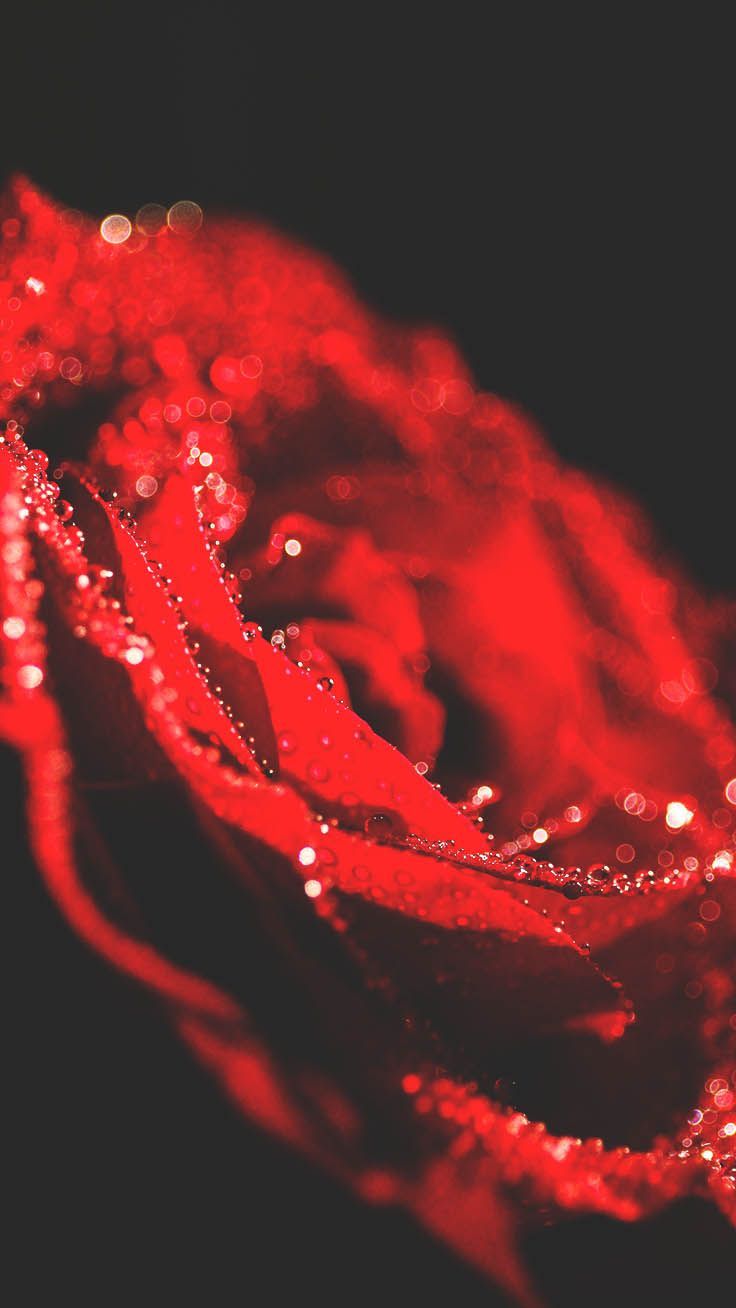 Rosa rossa con gocce d'acqua, 736x1308 Full HD Verticale, iPhone