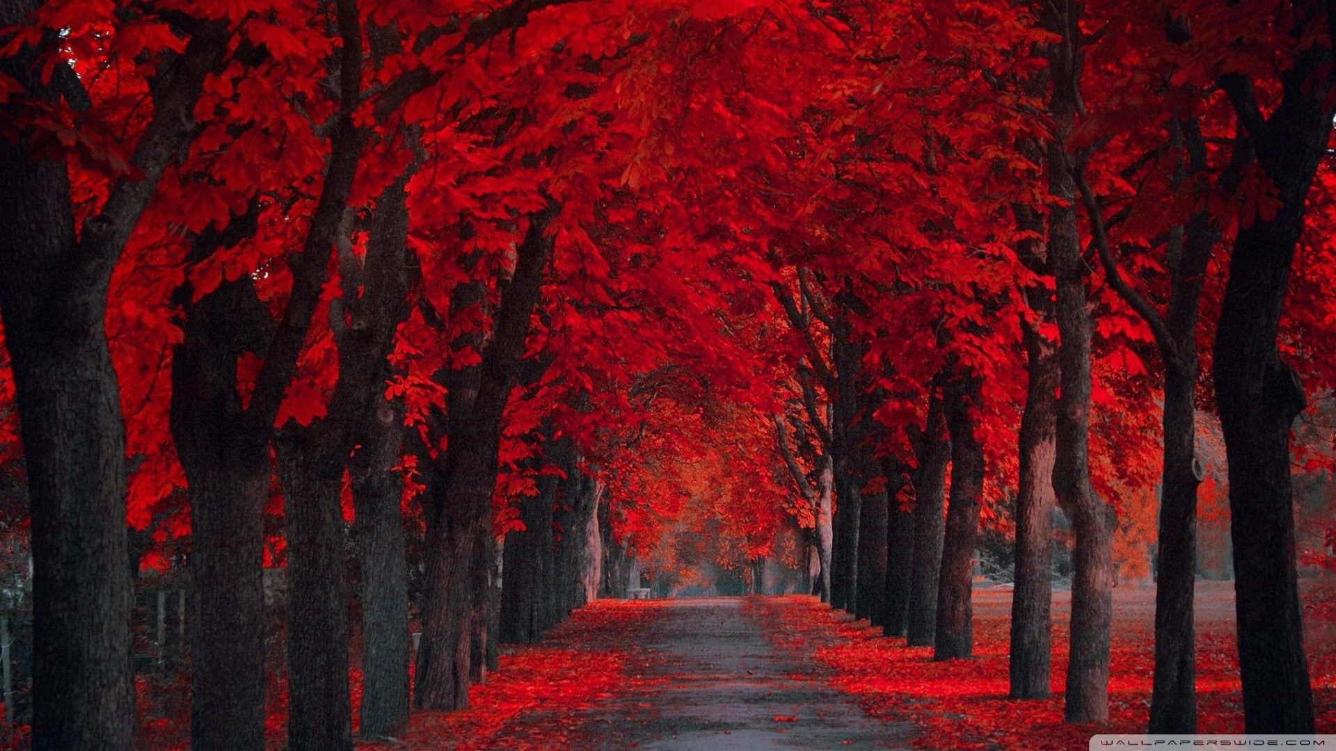 Viale alberato foglie rosse, 1920x1080 Full HD, PC Desktop