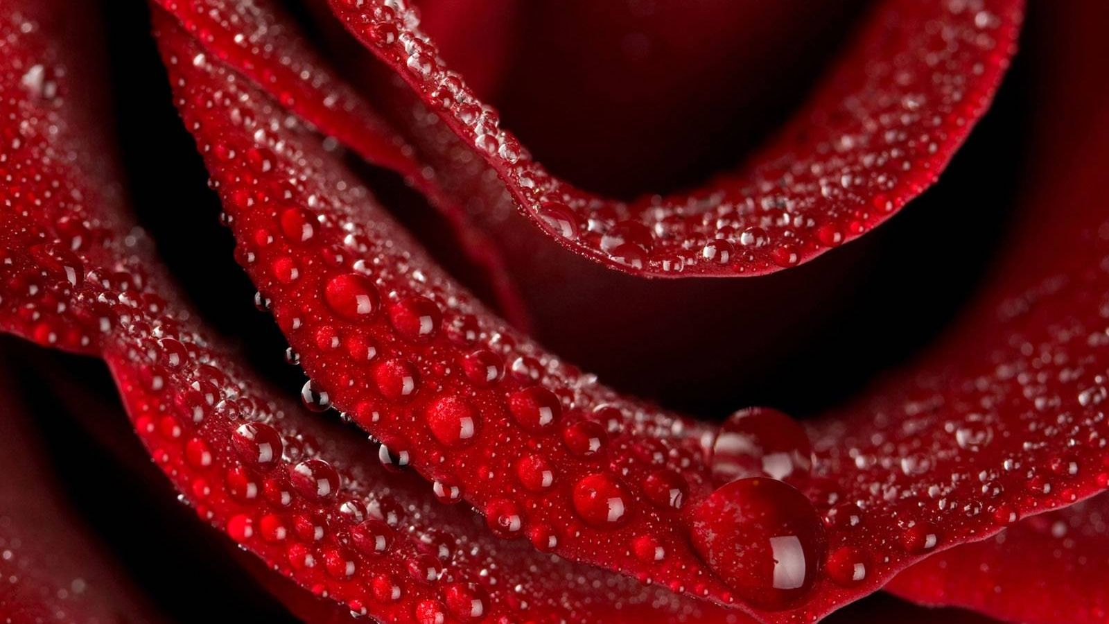 Rosa rossa con gocce d'acqua, 1600x900 900p, PC