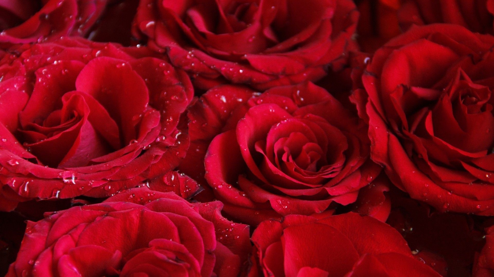Rose rosse con gocce d'acqua, 1920x1080 Full HD 1080p, Desktop