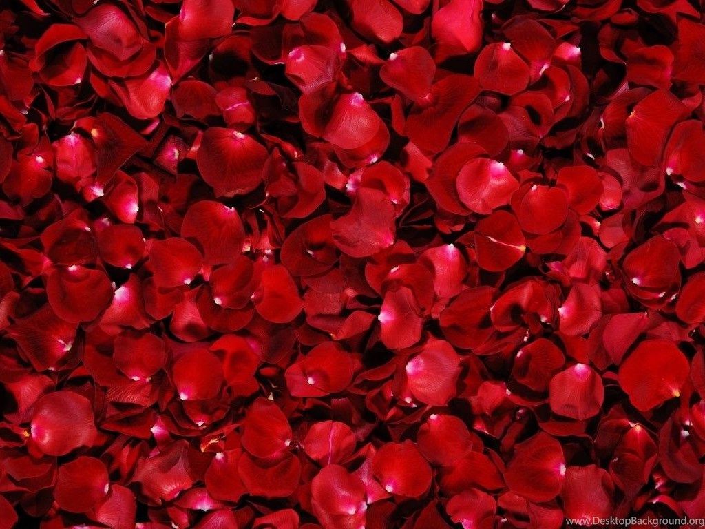 Petali di rose rosse, 1024x768 HD, Desktop