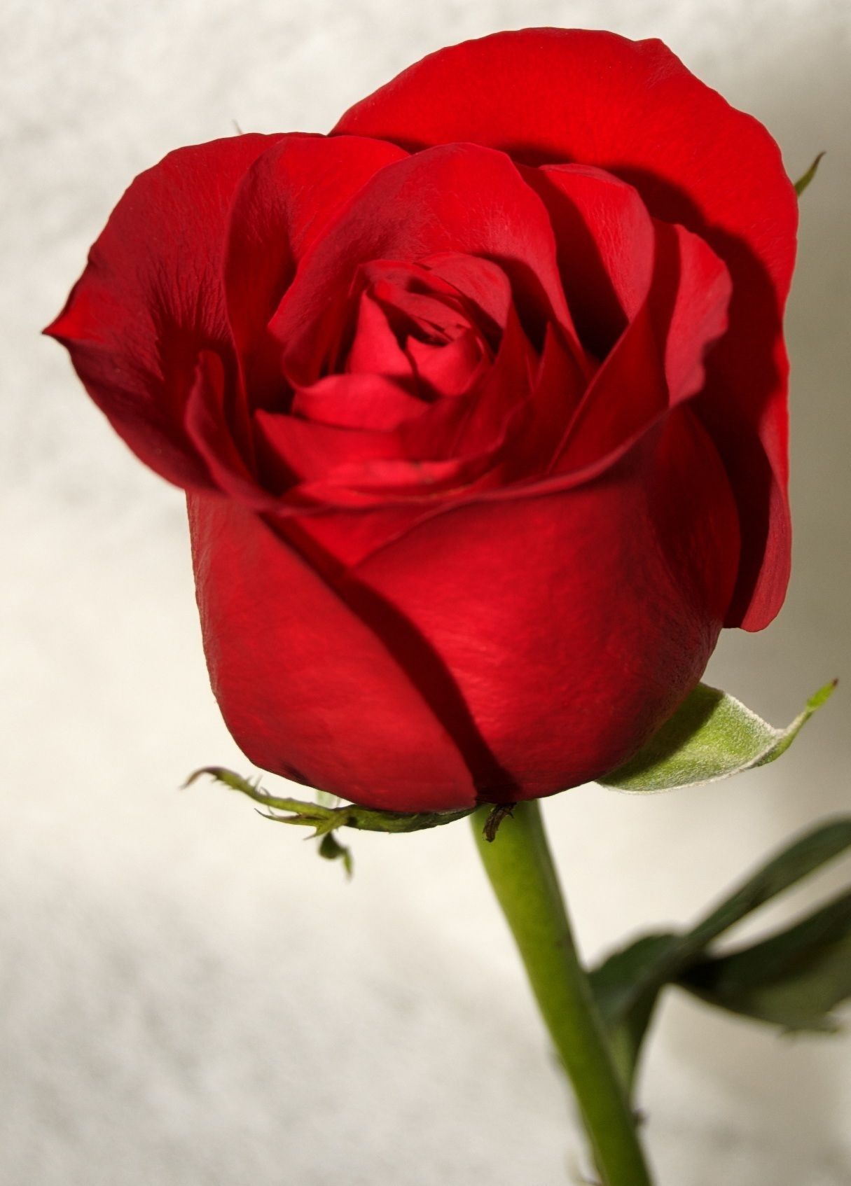 Rosa rossa singola, 1215x1694 Full HD Verticale, iPhone
