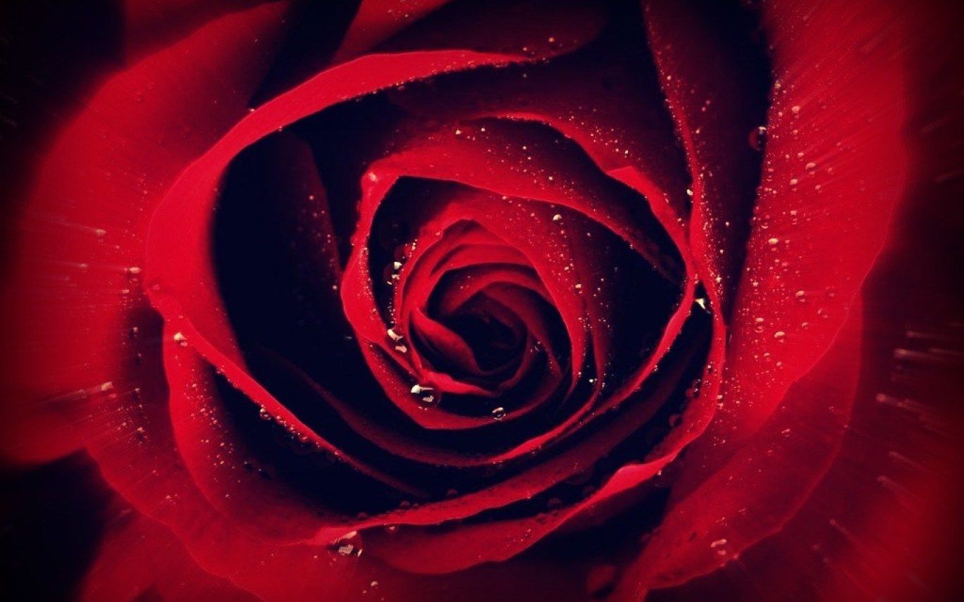 Rosa rossa con gocce, 1368x855 HD, Desktop