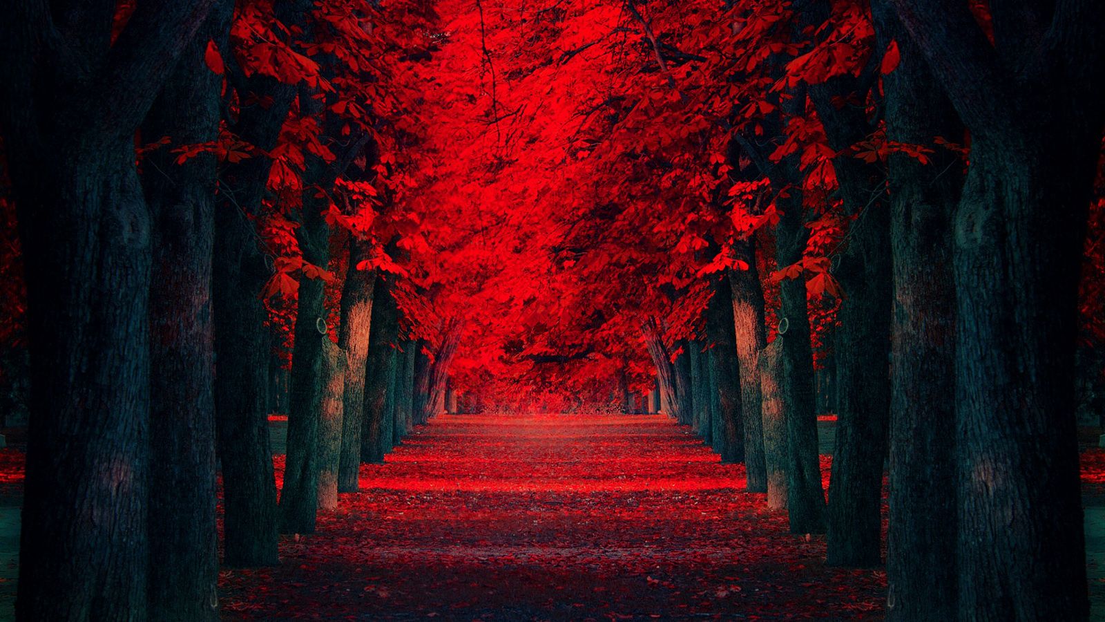 Foglie rosse viale autunnale, 1600x900 900p, Laptop