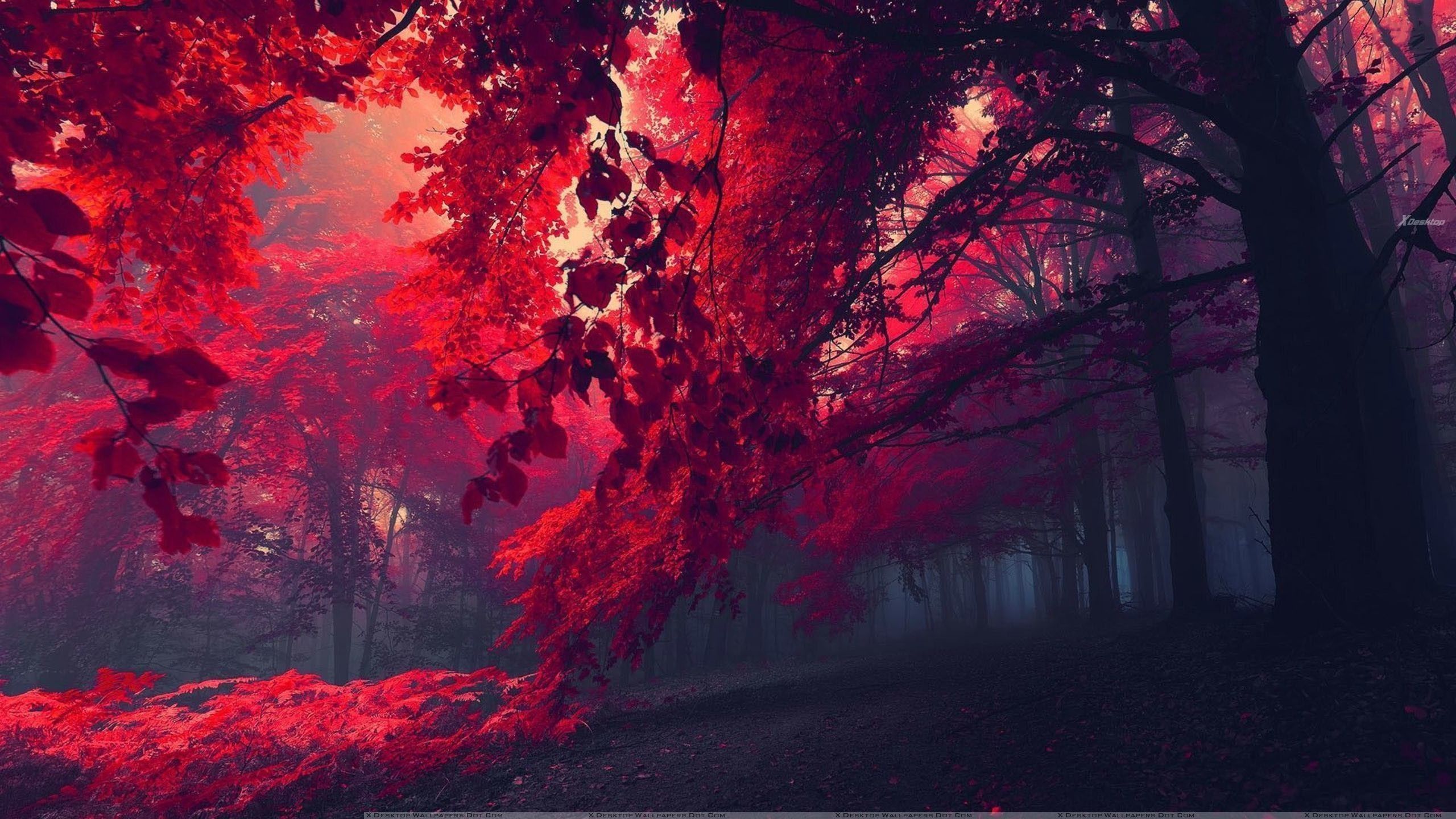 Foresta con foglie rosse, 2560x1440 QHD, Monitor Gaming