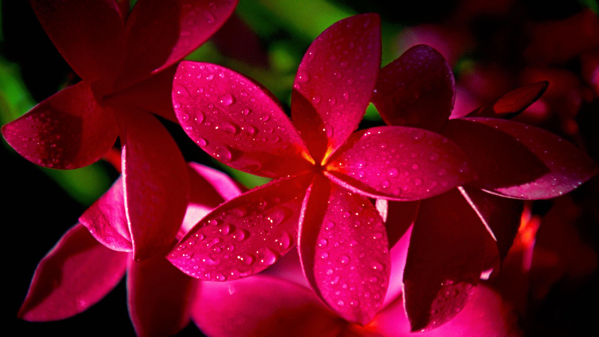 Fiori rossi con gocce d'acqua, 1920x1080 1080p, PC Desktop